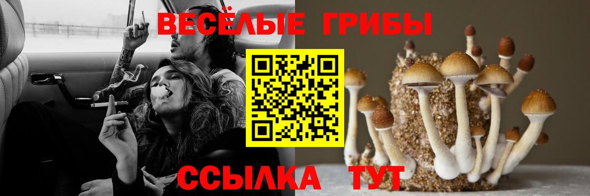 Галлюциногенные грибы прущие грибы  Псилоцибиновые грибы Psilocybine cubensis  Конаково  Вход с VPN 